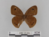 中文名:大波紋蛇目蝶(1282-21495)學名:Ypthima formosana Fruhstorfer, 1908(1282-21495)
