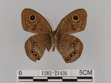 中文名:大波紋蛇目蝶(1282-21436)學名:Ypthima formosana Fruhstorfer, 1908(1282-21436)