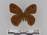 中文名:大波紋蛇目蝶(1282-21436)學名:Ypthima formosana Fruhstorfer, 1908(1282-21436)