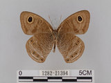中文名:大波紋蛇目蝶(1282-21394)學名:Ypthima formosana Fruhstorfer, 1908(1282-21394)