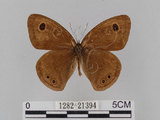 中文名:大波紋蛇目蝶(1282-21394)學名:Ypthima formosana Fruhstorfer, 1908(1282-21394)