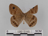 中文名:大波紋蛇目蝶(1282-21445)學名:Ypthima formosana Fruhstorfer, 1908(1282-21445)