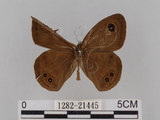 中文名:大波紋蛇目蝶(1282-21445)學名:Ypthima formosana Fruhstorfer, 1908(1282-21445)