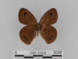 中文名:大波紋蛇目蝶(1282-21059)學名:Ypthima formosana Fruhstorfer, 1908(1282-21059)