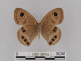 中文名:大波紋蛇目蝶(1282-20794)學名:Ypthima formosana Fruhstorfer, 1908(1282-20794)