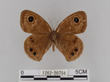 中文名:大波紋蛇目蝶(1282-20794)學名:Ypthima formosana Fruhstorfer, 1908(1282-20794)