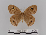 中文名:大波紋蛇目蝶(1282-21371)學名:Ypthima formosana Fruhstorfer, 1908(1282-21371)
