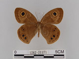 中文名:大波紋蛇目蝶(1282-21371)學名:Ypthima formosana Fruhstorfer, 1908(1282-21371)