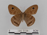 中文名:大波紋蛇目蝶(1282-21560)學名:Ypthima formosana Fruhstorfer, 1908(1282-21560)