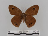 中文名:大波紋蛇目蝶(1282-21560)學名:Ypthima formosana Fruhstorfer, 1908(1282-21560)