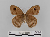 中文名:大波紋蛇目蝶(1282-21380)學名:Ypthima formosana Fruhstorfer, 1908(1282-21380)