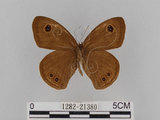 中文名:大波紋蛇目蝶(1282-21380)學名:Ypthima formosana Fruhstorfer, 1908(1282-21380)