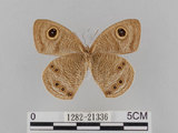 中文名:大波紋蛇目蝶(1282-21336)學名:Ypthima formosana Fruhstorfer, 1908(1282-21336)