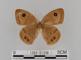 中文名:大波紋蛇目蝶(1282-21336)學名:Ypthima formosana Fruhstorfer, 1908(1282-21336)