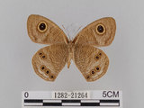 中文名:大波紋蛇目蝶(1282-21264)學名:Ypthima formosana Fruhstorfer, 1908(1282-21264)