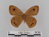 中文名:大波紋蛇目蝶(1282-21264)學名:Ypthima formosana Fruhstorfer, 1908(1282-21264)