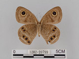 中文名:大波紋蛇目蝶(1282-20799)學名:Ypthima formosana Fruhstorfer, 1908(1282-20799)