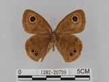 中文名:大波紋蛇目蝶(1282-20799)學名:Ypthima formosana Fruhstorfer, 1908(1282-20799)