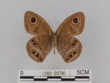 中文名:大波紋蛇目蝶(1282-20791)學名:Ypthima formosana Fruhstorfer, 1908(1282-20791)