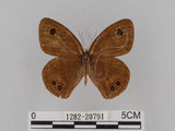 中文名:大波紋蛇目蝶(1282-20791)學名:Ypthima formosana Fruhstorfer, 1908(1282-20791)