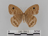 中文名:大波紋蛇目蝶(1282-20812)學名:Ypthima formosana Fruhstorfer, 1908(1282-20812)