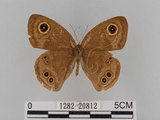 中文名:大波紋蛇目蝶(1282-20812)學名:Ypthima formosana Fruhstorfer, 1908(1282-20812)