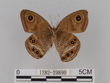 中文名:大波紋蛇目蝶(1282-20899)學名:Ypthima formosana Fruhstorfer, 1908(1282-20899)