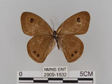 中文名:大波紋蛇目蝶(2909-1532)學名:Ypthima formosana Fruhstorfer, 1908(2909-1532)