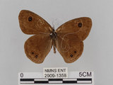 中文名:大波紋蛇目蝶(2909-1358)學名:Ypthima formosana Fruhstorfer, 1908(2909-1358)