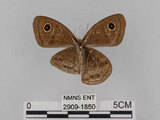 中文名:大波紋蛇目蝶(2909-1850)學名:Ypthima formosana Fruhstorfer, 1908(2909-1850)