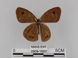 中文名:大波紋蛇目蝶(2909-1850)學名:Ypthima formosana Fruhstorfer, 1908(2909-1850)