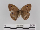 中文名:台灣波紋蛇目蝶(65-202)學名:Ypthima multistriata Butler, 1883(65-202)