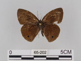 中文名:台灣波紋蛇目蝶(65-202)學名:Ypthima multistriata Butler, 1883(65-202)