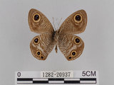 中文名:台灣波紋蛇目蝶(1282-20937)學名:Ypthima multistriata Butler, 1883(1282-20937)