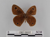 中文名:台灣波紋蛇目蝶(1282-20937)學名:Ypthima multistriata Butler, 1883(1282-20937)