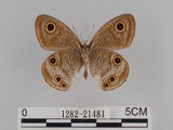 中文名:台灣波紋蛇目蝶(1282-21481)學名:Ypthima multistriata Butler, 1883(1282-21481)