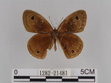 中文名:台灣波紋蛇目蝶(1282-21481)學名:Ypthima multistriata Butler, 1883(1282-21481)