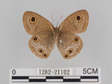 中文名:台灣波紋蛇目蝶(1282-21102)學名:Ypthima multistriata Butler, 1883(1282-21102)