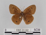 中文名:台灣波紋蛇目蝶(1282-21102)學名:Ypthima multistriata Butler, 1883(1282-21102)