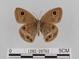 中文名:台灣波紋蛇目蝶(1282-20762)學名:Ypthima multistriata Butler, 1883(1282-20762)