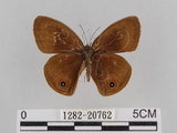 中文名:台灣波紋蛇目蝶(1282-20762)學名:Ypthima multistriata Butler, 1883(1282-20762)