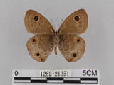 中文名:台灣波紋蛇目蝶(1282-21351)學名:Ypthima multistriata Butler, 1883(1282-21351)