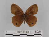 中文名:台灣波紋蛇目蝶(1282-21351)學名:Ypthima multistriata Butler, 1883(1282-21351)