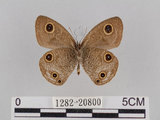 中文名:台灣波紋蛇目蝶(1282-20800)學名:Ypthima multistriata Butler, 1883(1282-20800)