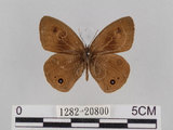 中文名:台灣波紋蛇目蝶(1282-20800)學名:Ypthima multistriata Butler, 1883(1282-20800)