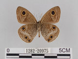 中文名:台灣波紋蛇目蝶(1282-20975)學名:Ypthima multistriata Butler, 1883(1282-20975)