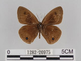 中文名:台灣波紋蛇目蝶(1282-20975)學名:Ypthima multistriata Butler, 1883(1282-20975)