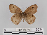 中文名:台灣波紋蛇目蝶(1282-21320)學名:Ypthima multistriata Butler, 1883(1282-21320)