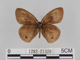 中文名:台灣波紋蛇目蝶(1282-21320)學名:Ypthima multistriata Butler, 1883(1282-21320)