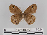 中文名:台灣波紋蛇目蝶(1282-18555)學名:Ypthima multistriata Butler, 1883(1282-18555)